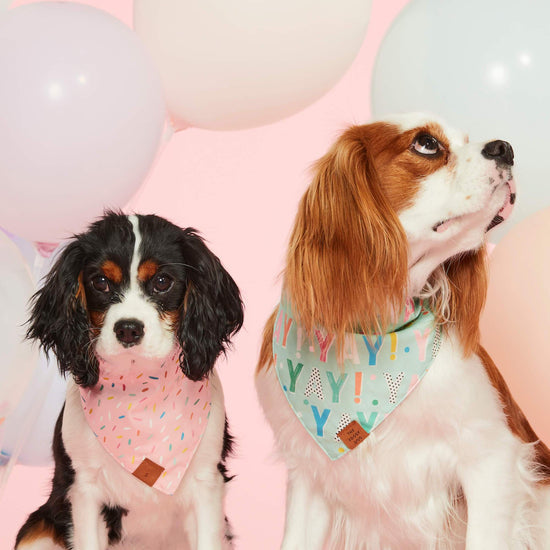 Birthday Yay Aqua Dog Bandana (Reversible) Bandana The Foggy Dog
