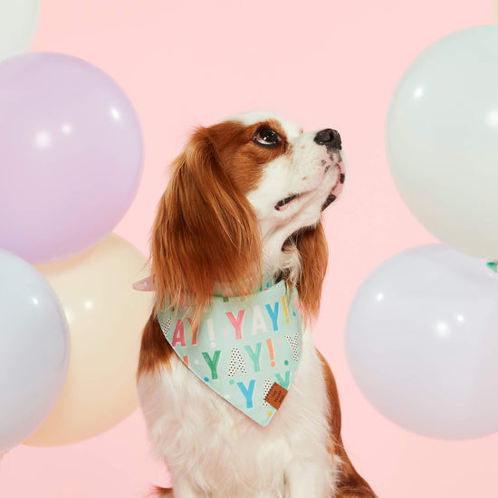 Birthday Yay Aqua Dog Bandana (Reversible) Bandana The Foggy Dog