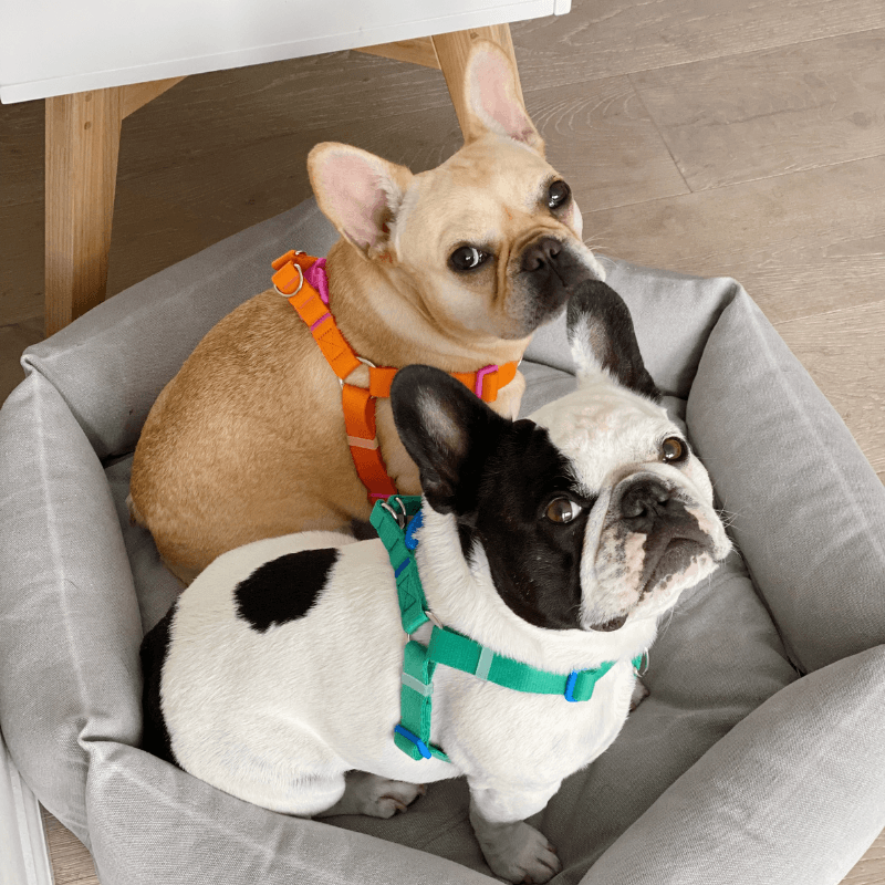 Candy Crayon Harness - Orange Harness Bite Me