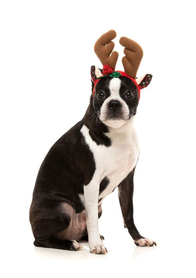 Reindeer Antlers Dog Headband Accessories Fuzzyard