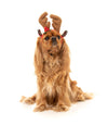 Reindeer Antlers Dog Headband Accessories Fuzzyard