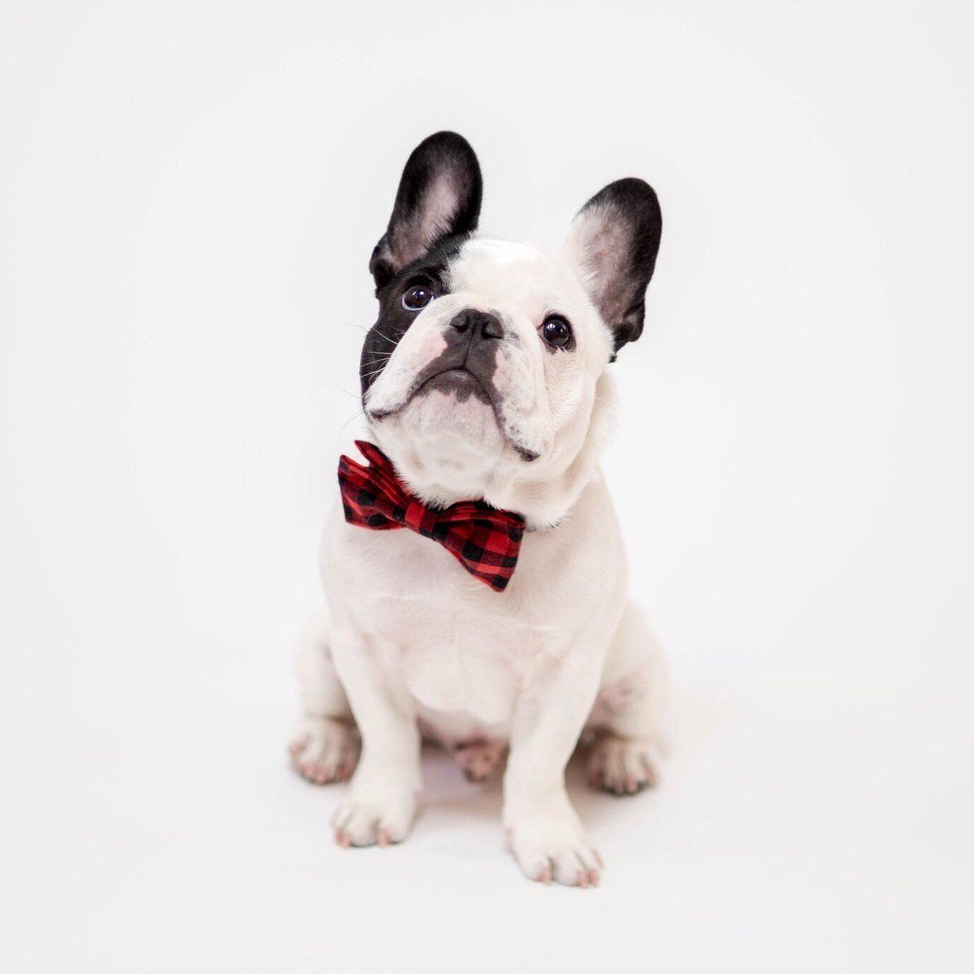 Humphrey Collection - Red Bow-Tie Mug Mug Spotted Humphrey