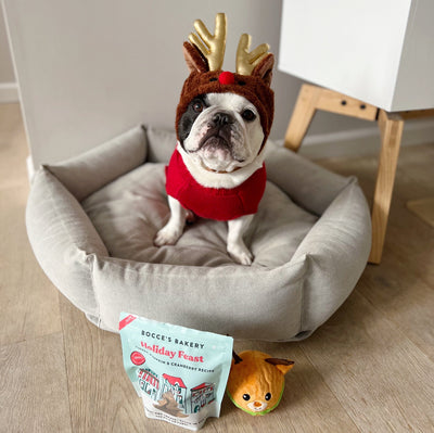 Rudolph Dog Hat Accessories Dogo