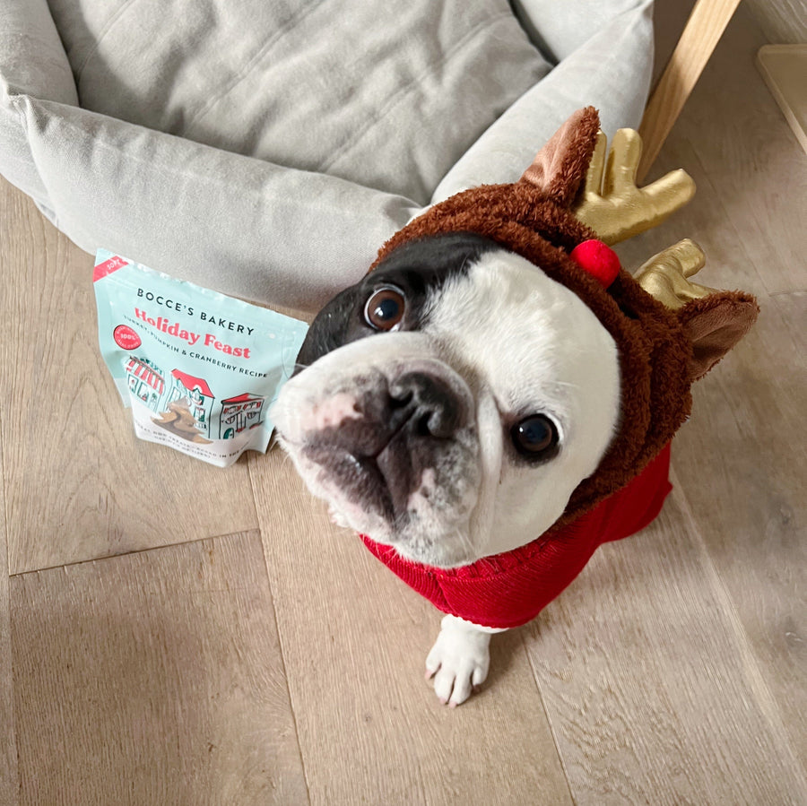 Rudolph Dog Hat Accessories Dogo 