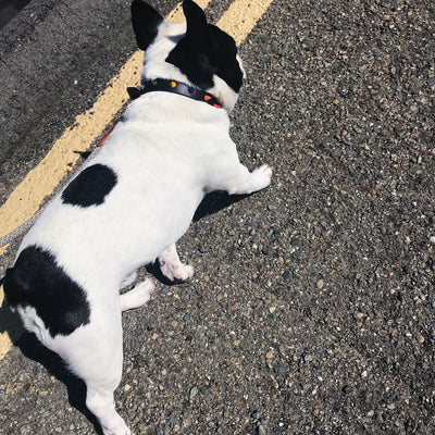 NICE DIGS, Snakes & Ladders Dog Collar