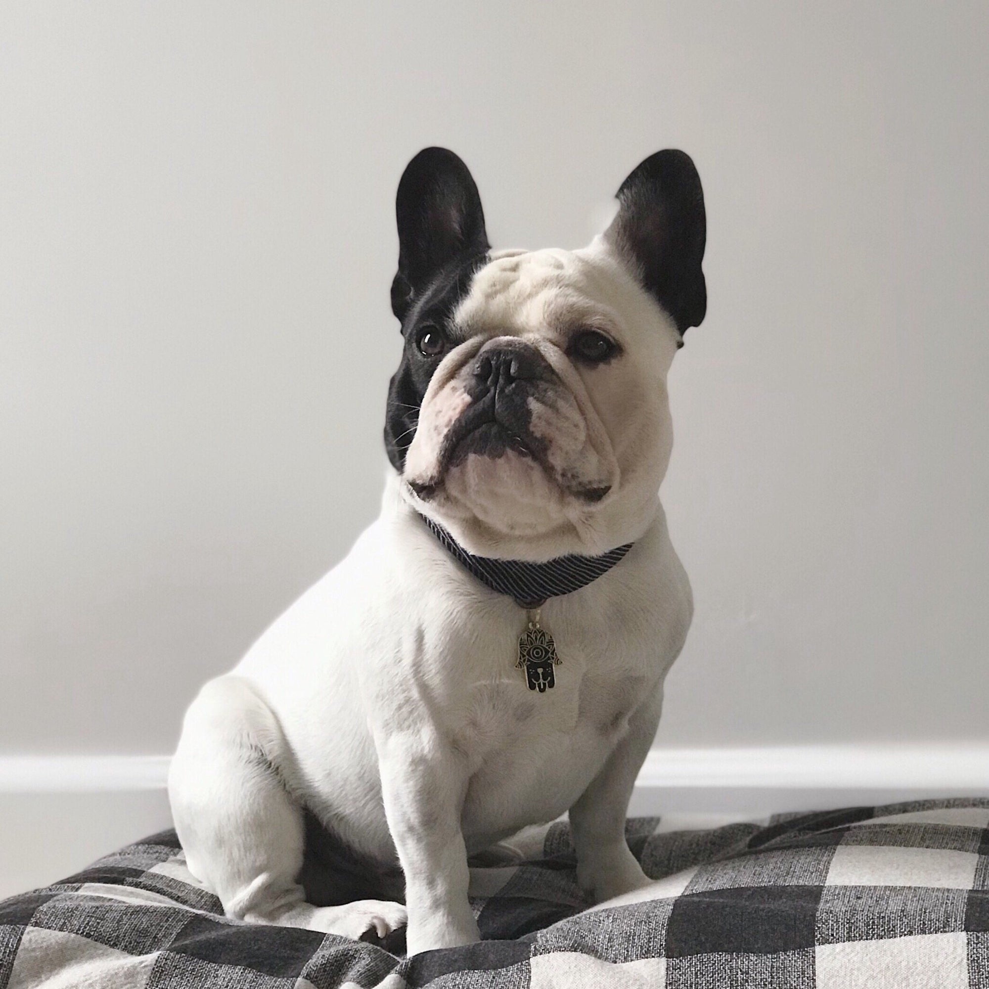 Black Dog Hamsa Enamel Charm / ID Tag (Free Custom Engraving) Charms Two Tails