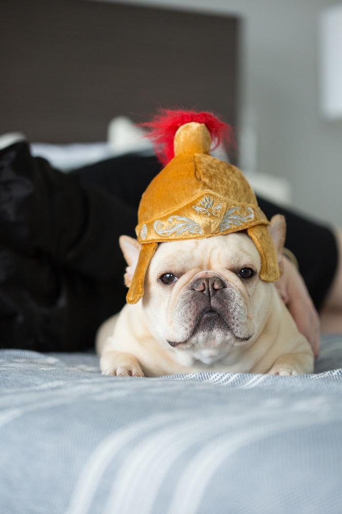 Mutt Hatter - Gladiator Dog Hat / Toy 2-in-1 Toy P.L.A.Y.