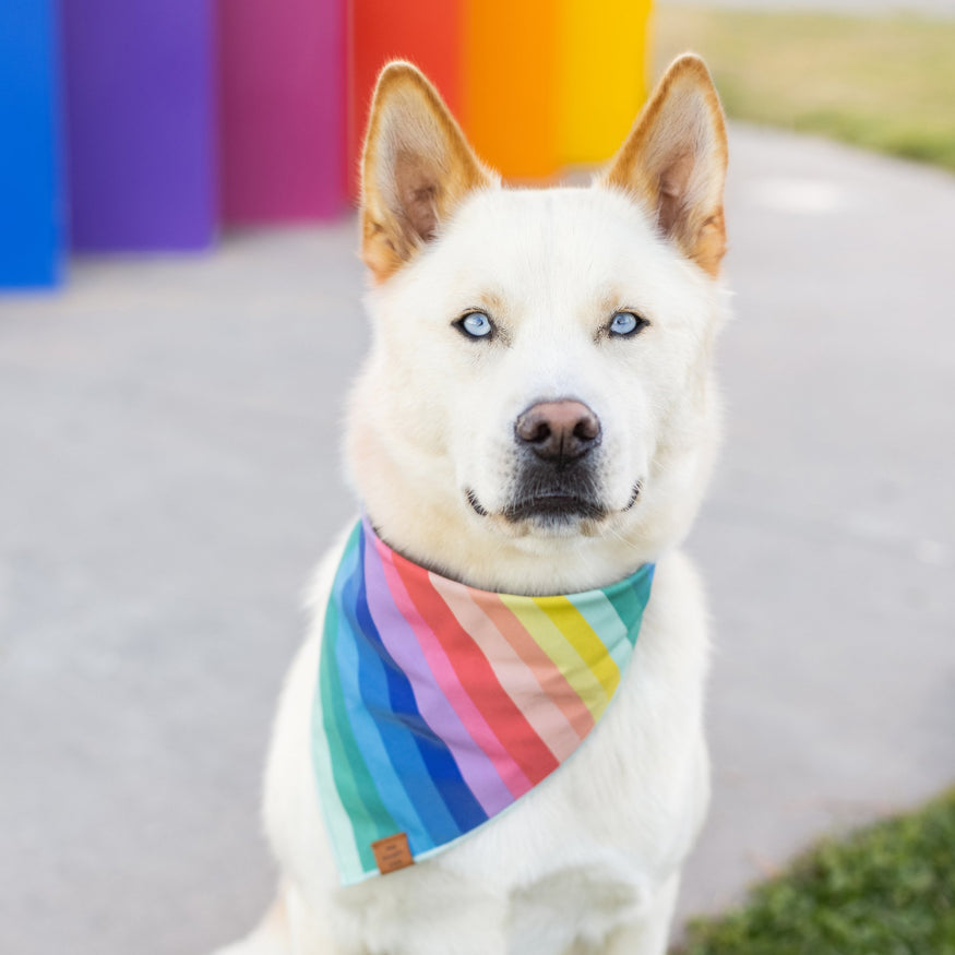 Over the Rainbow Dog Bandana Bandana The Foggy Dog