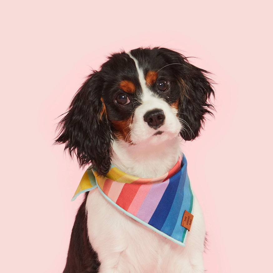 Over the Rainbow Dog Bandana Bandana The Foggy Dog