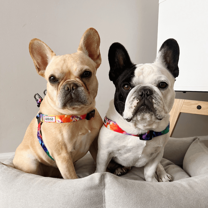 Frenchie Strap Harness - Camp Frenchie | Frenchie Bulldog | French Bulldog Accessories & Apparel