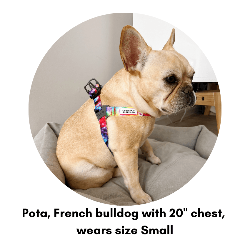 Rover Double-Buckle Tie Dye Dog Harness Harness Charlie's Backyard