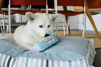 Broccoli Interactive Nose Work Dog Toy - Spotted By Humphrey